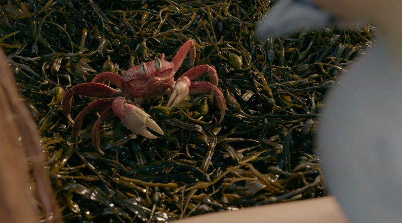 Daveed Diggs voiced Sebastian the crab in "The Little Mermaid" (2023)